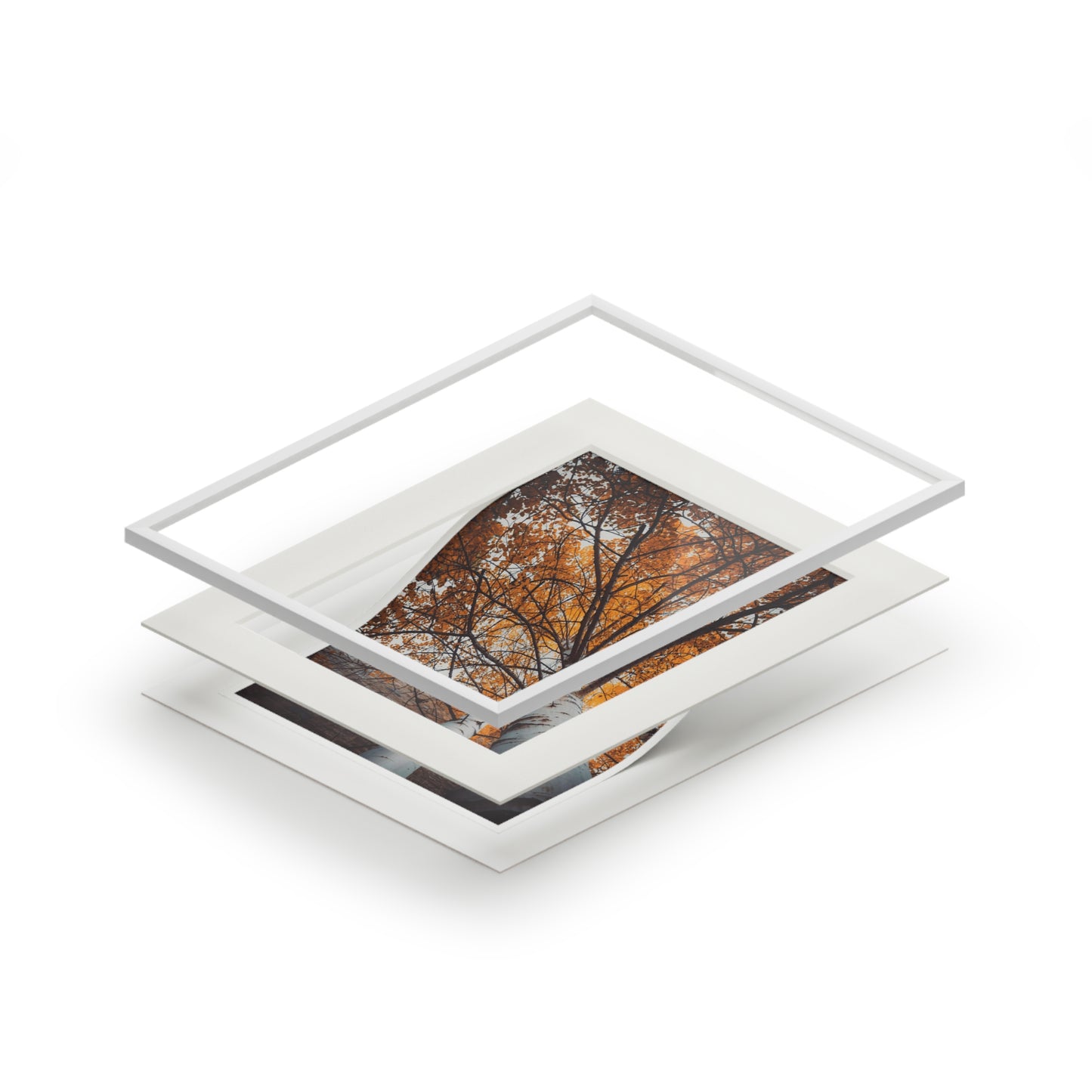 "Aspen Canopy" Fine Art Prints (Passepartout Paper Frame)