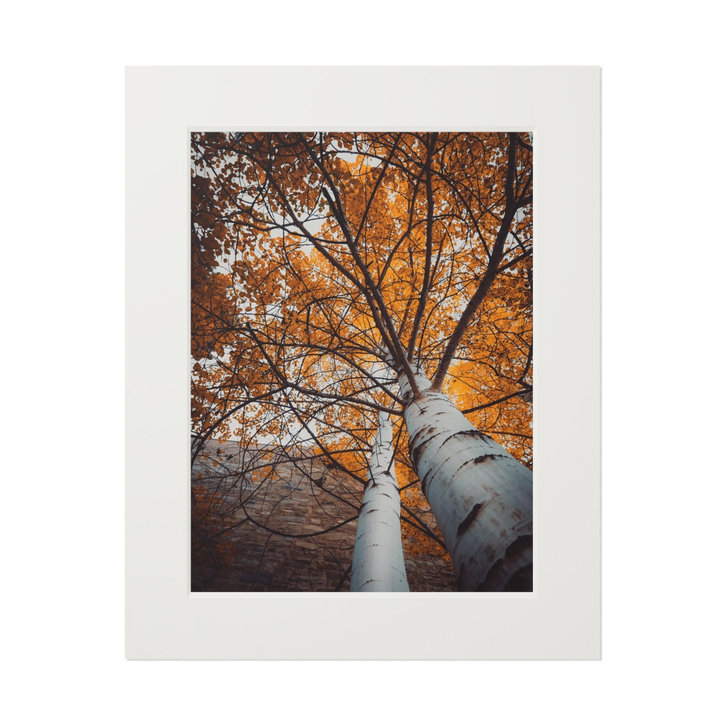 "Aspen Canopy" Fine Art Prints (Passepartout Paper Frame)