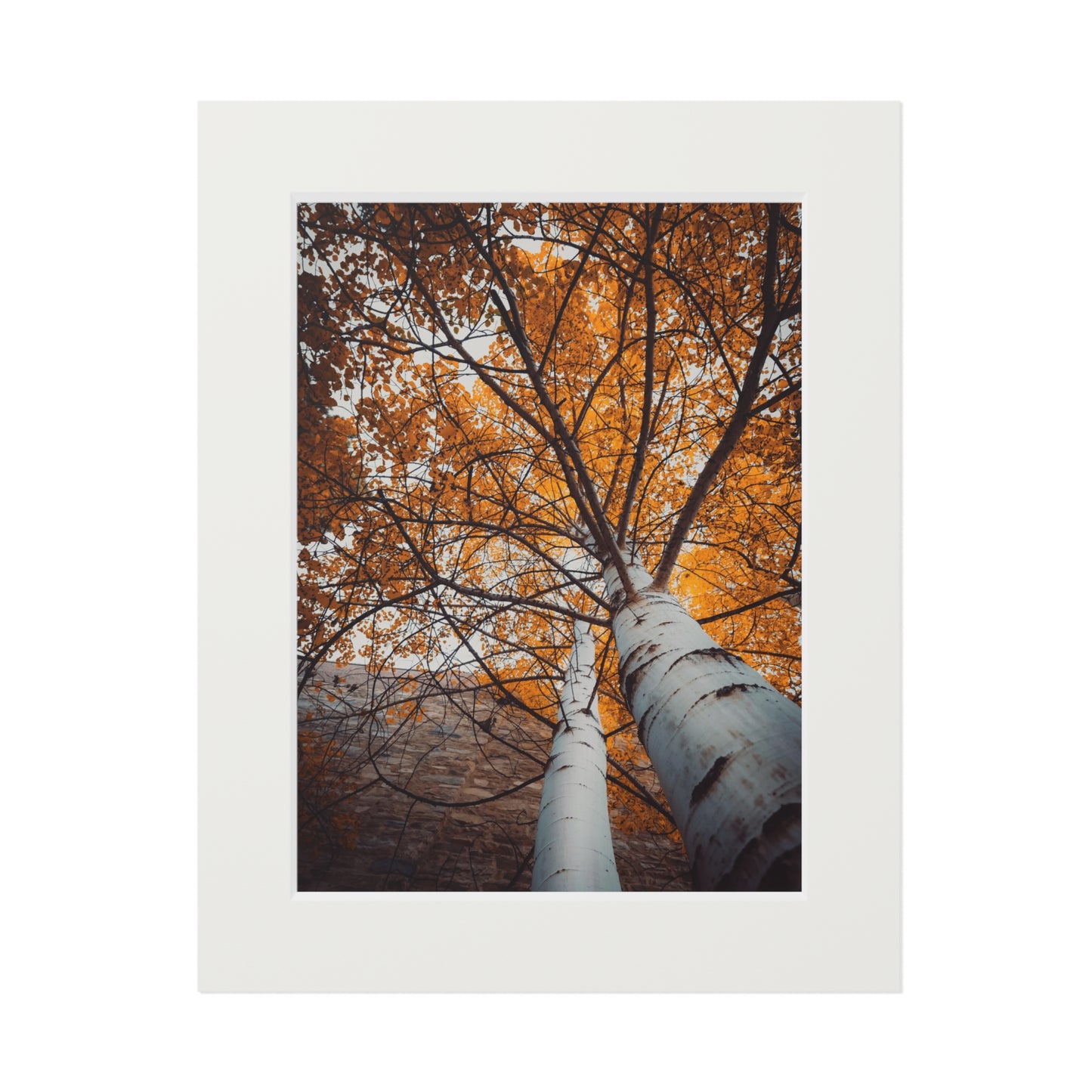 "Aspen Canopy" Fine Art Prints (Passepartout Paper Frame)