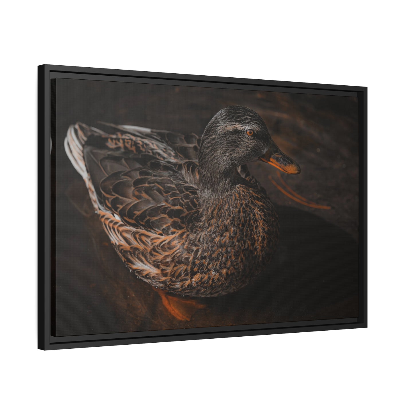 "Duck!" Framed Canvas