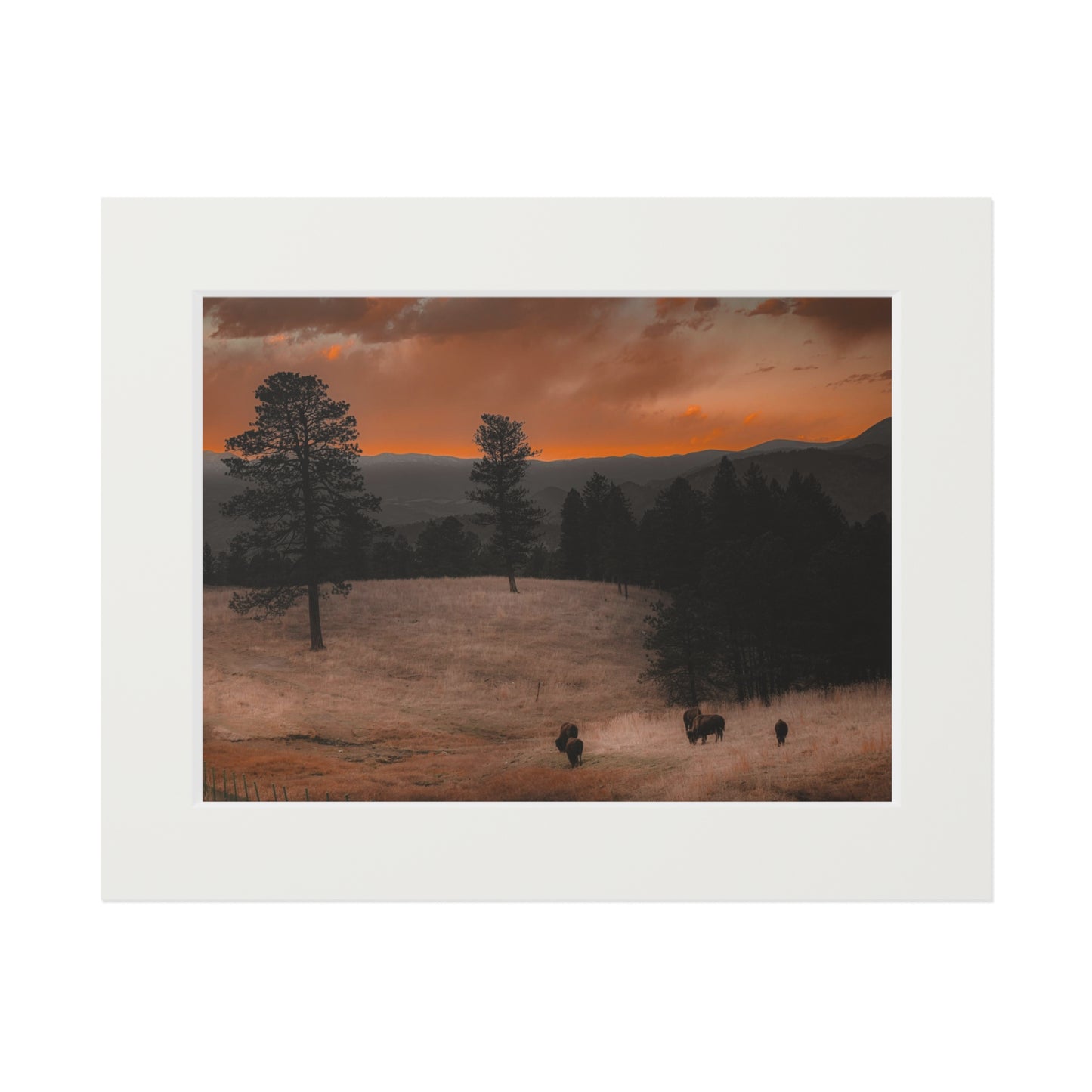 "Bison at Sunset" Fine Art Prints (Passepartout Paper Frame)