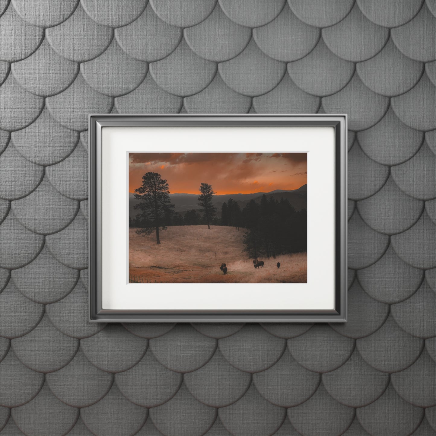 "Bison at Sunset" Fine Art Prints (Passepartout Paper Frame)