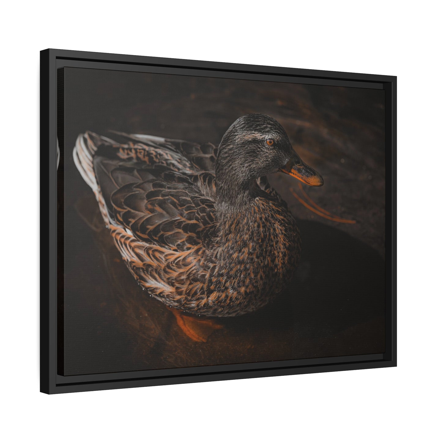 "Duck!" Framed Canvas