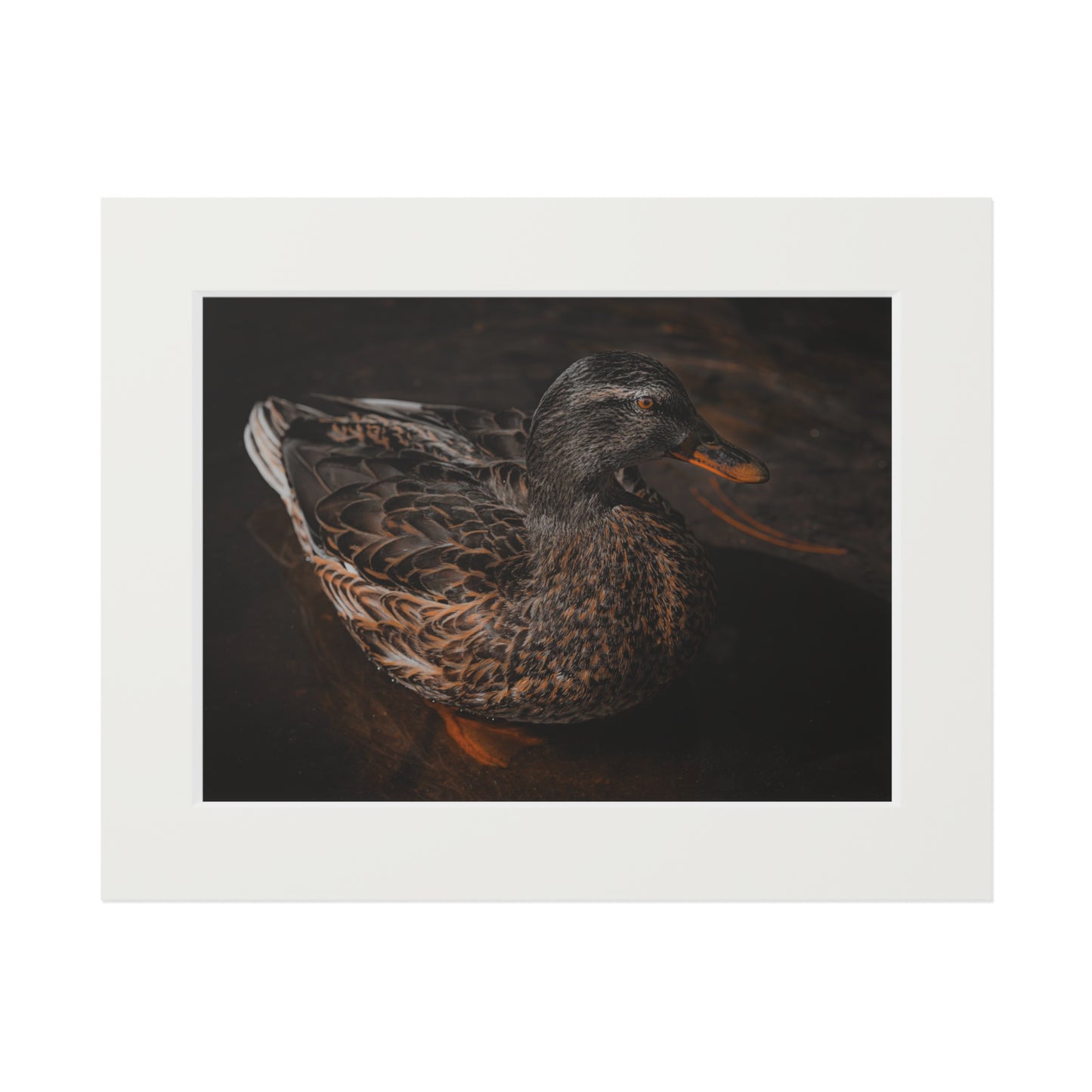 "Duck!" Fine Art Prints (Passepartout Paper Frame)