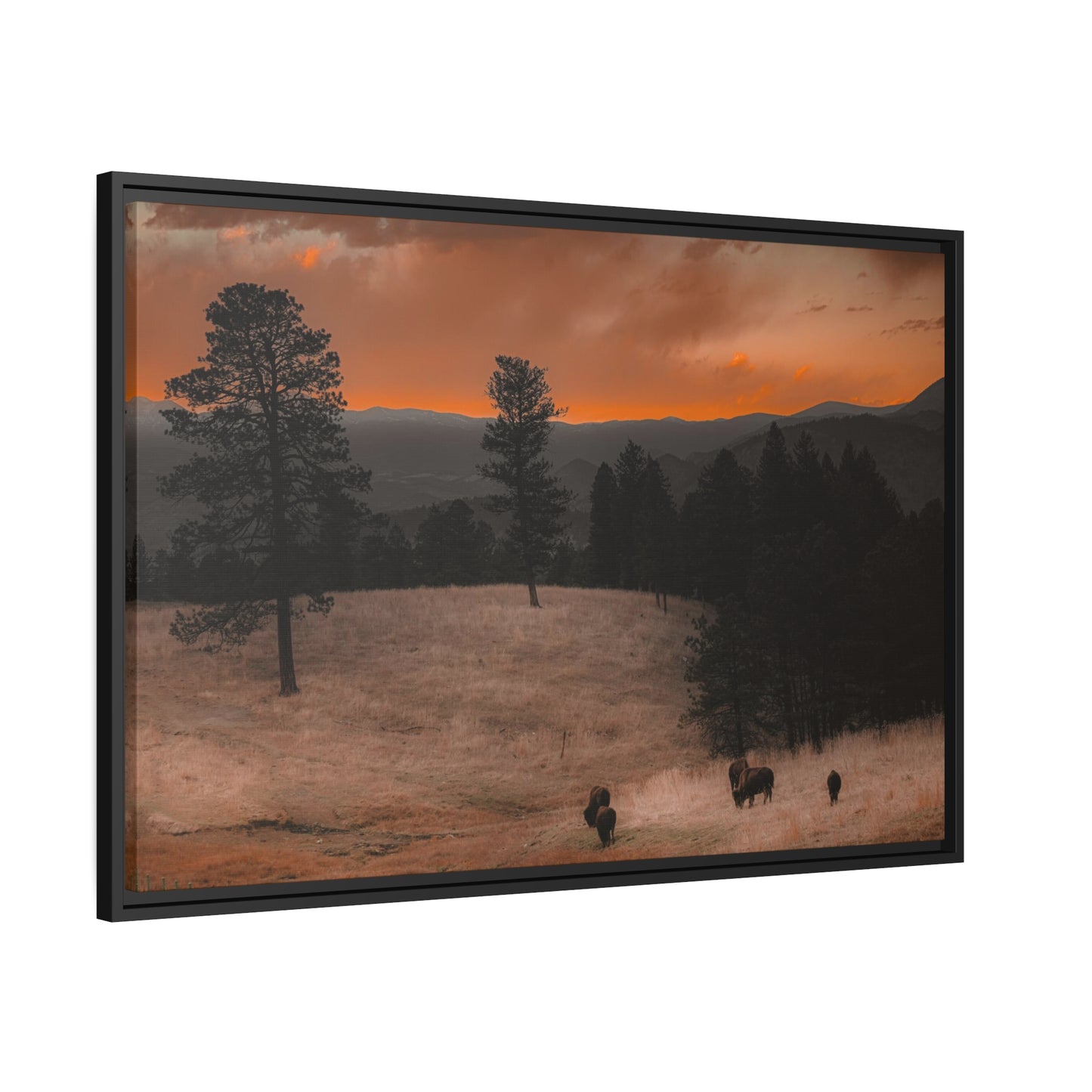 "Bison at Sunset" Framed Canvas