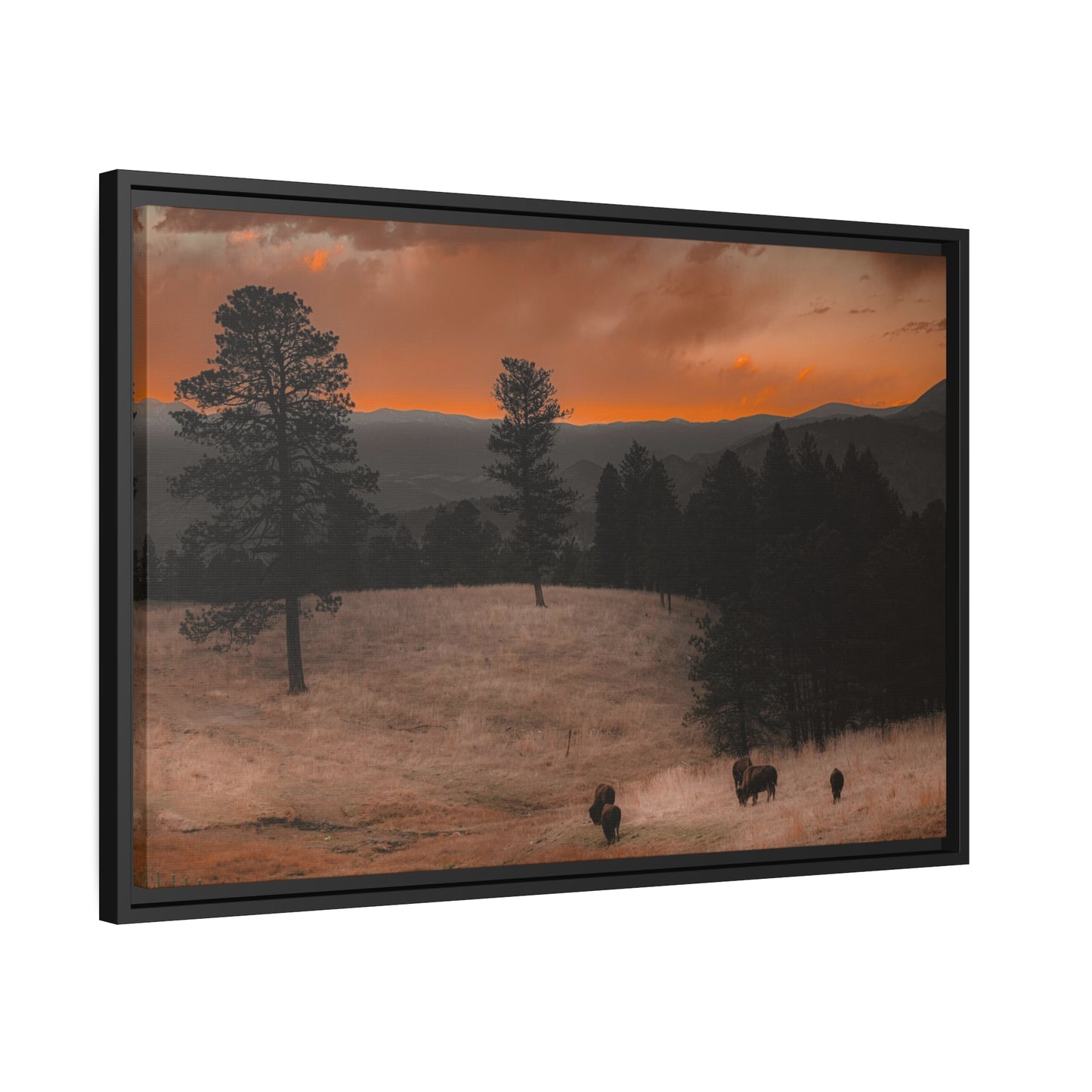 "Bison at Sunset" Framed Canvas