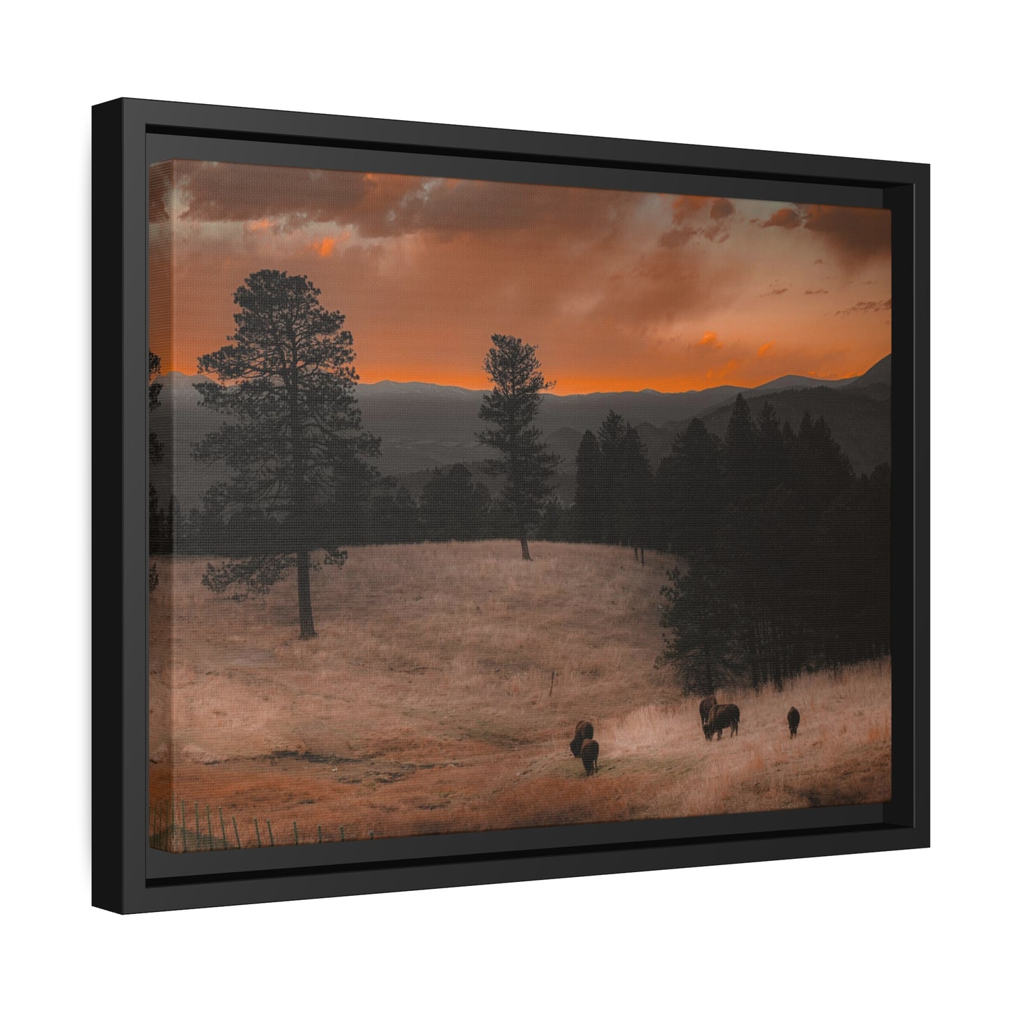 "Bison at Sunset" Framed Canvas