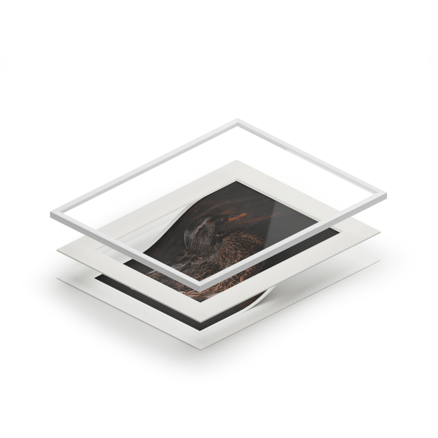 "Duck!" Fine Art Prints (Passepartout Paper Frame)