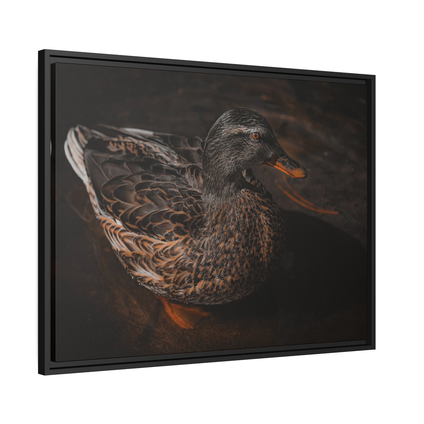 "Duck!" Framed Canvas