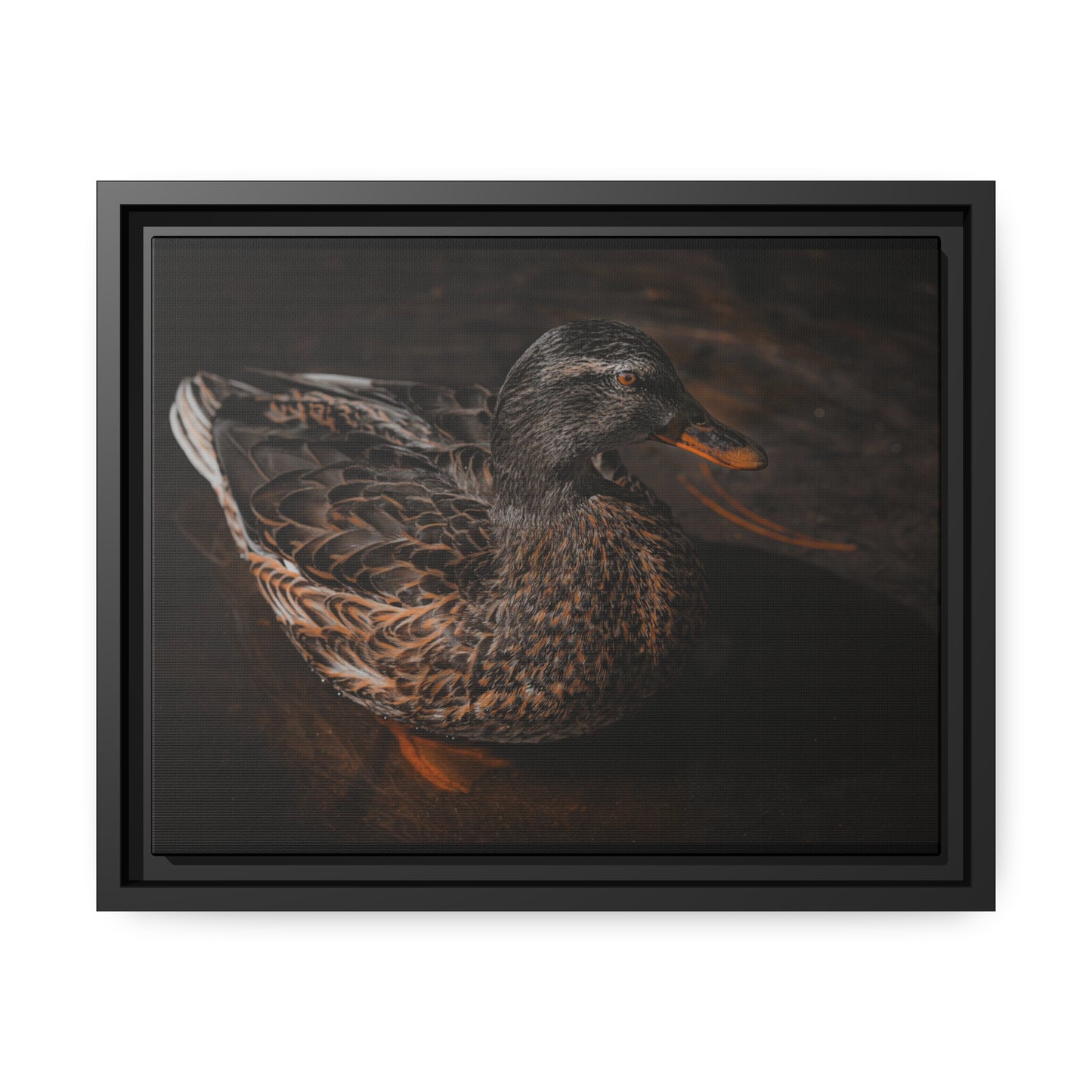 "Duck!" Framed Canvas