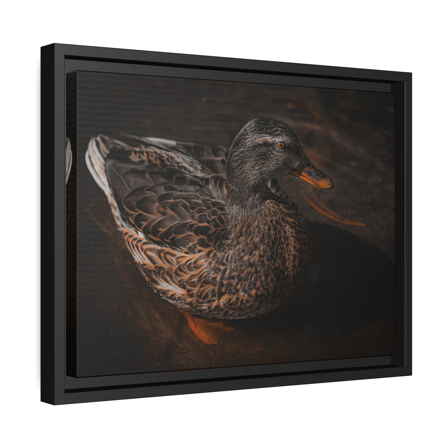 "Duck!" Framed Canvas