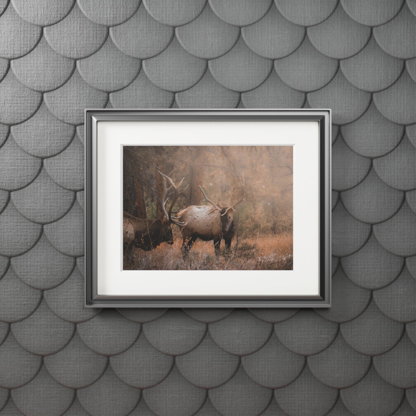 "The Bulls" Fine Art Prints (Passepartout Paper Frame)