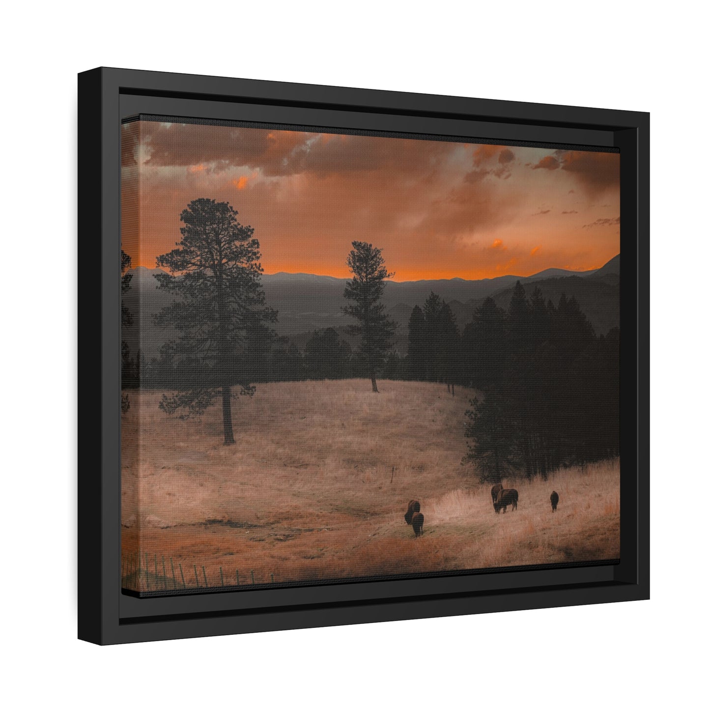 "Bison at Sunset" Framed Canvas