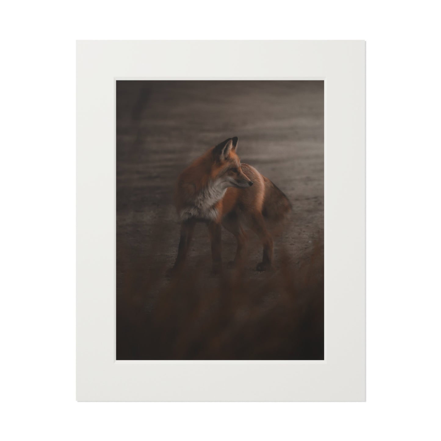 "The Sly Fox" Fine Art Prints (Passepartout Paper Frame)