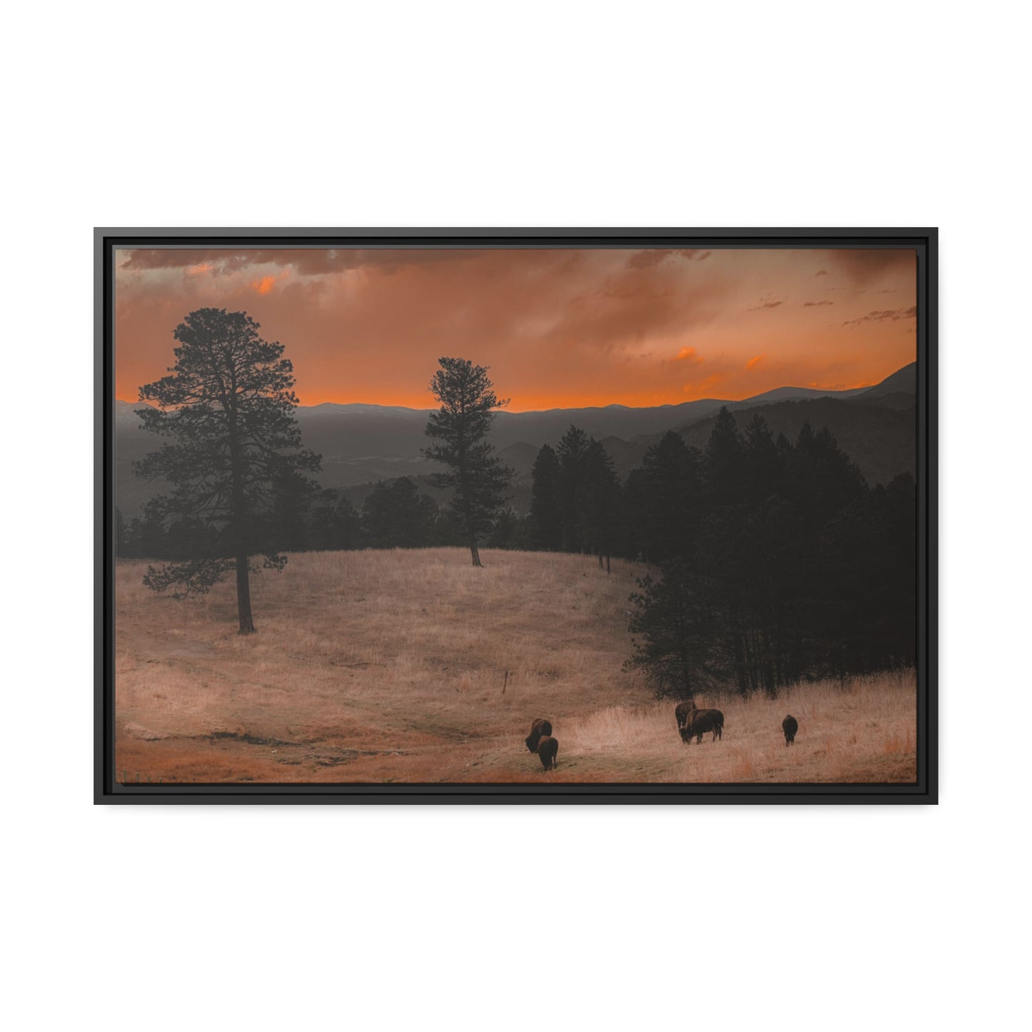 "Bison at Sunset" Framed Canvas