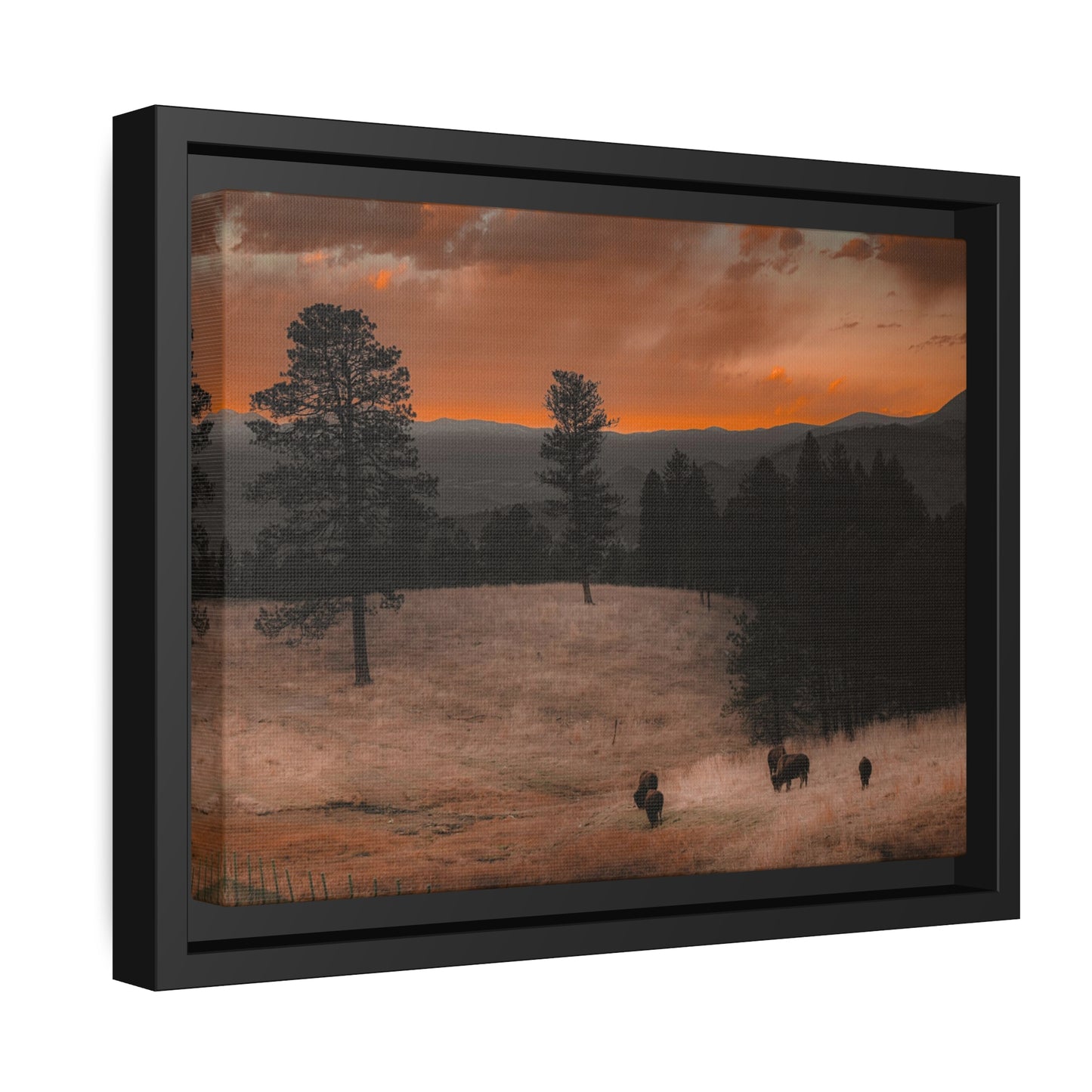 "Bison at Sunset" Framed Canvas