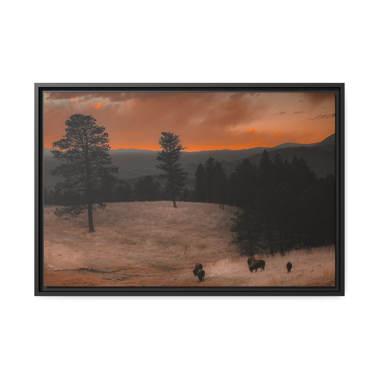 "Bison at Sunset" Framed Canvas