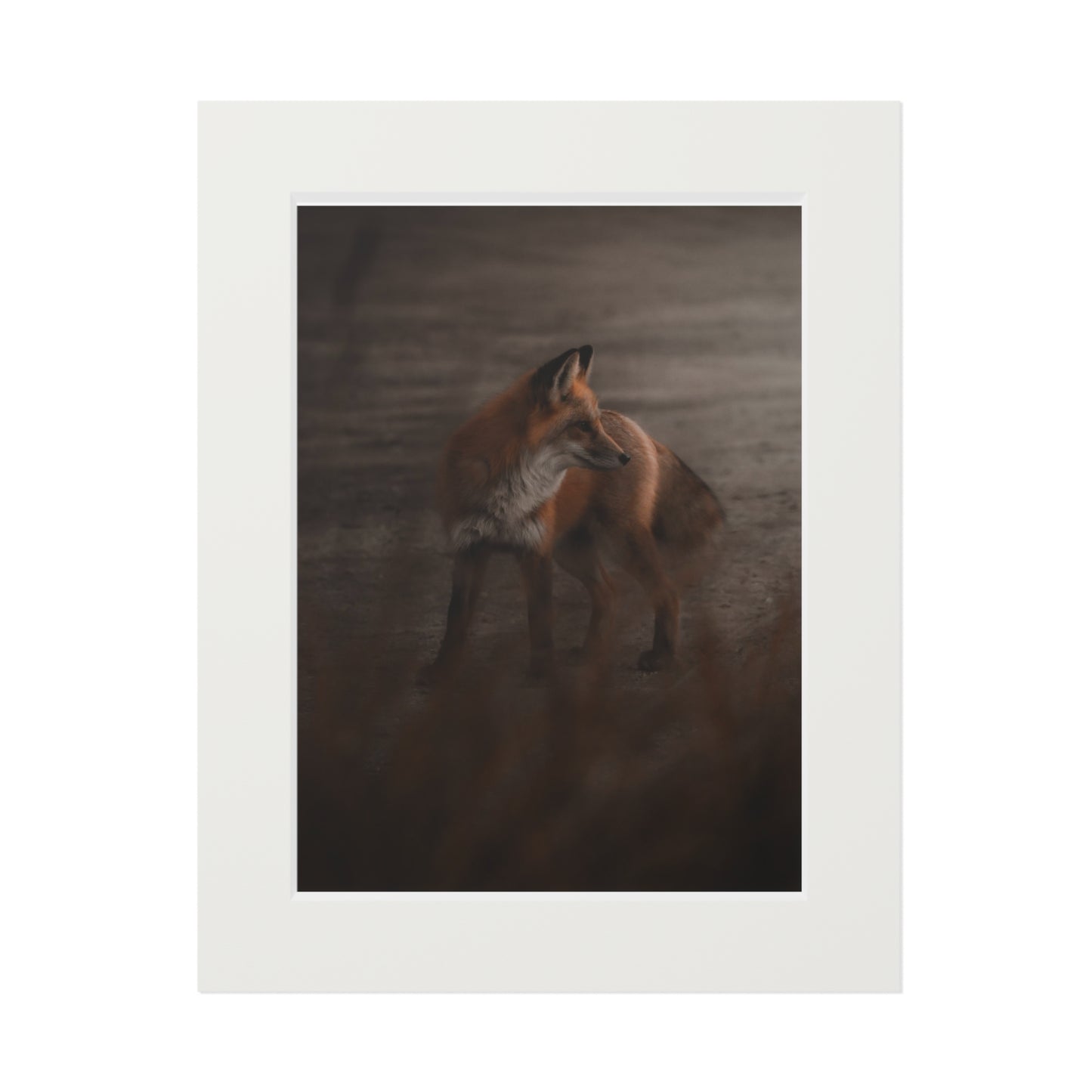 "The Sly Fox" Fine Art Prints (Passepartout Paper Frame)