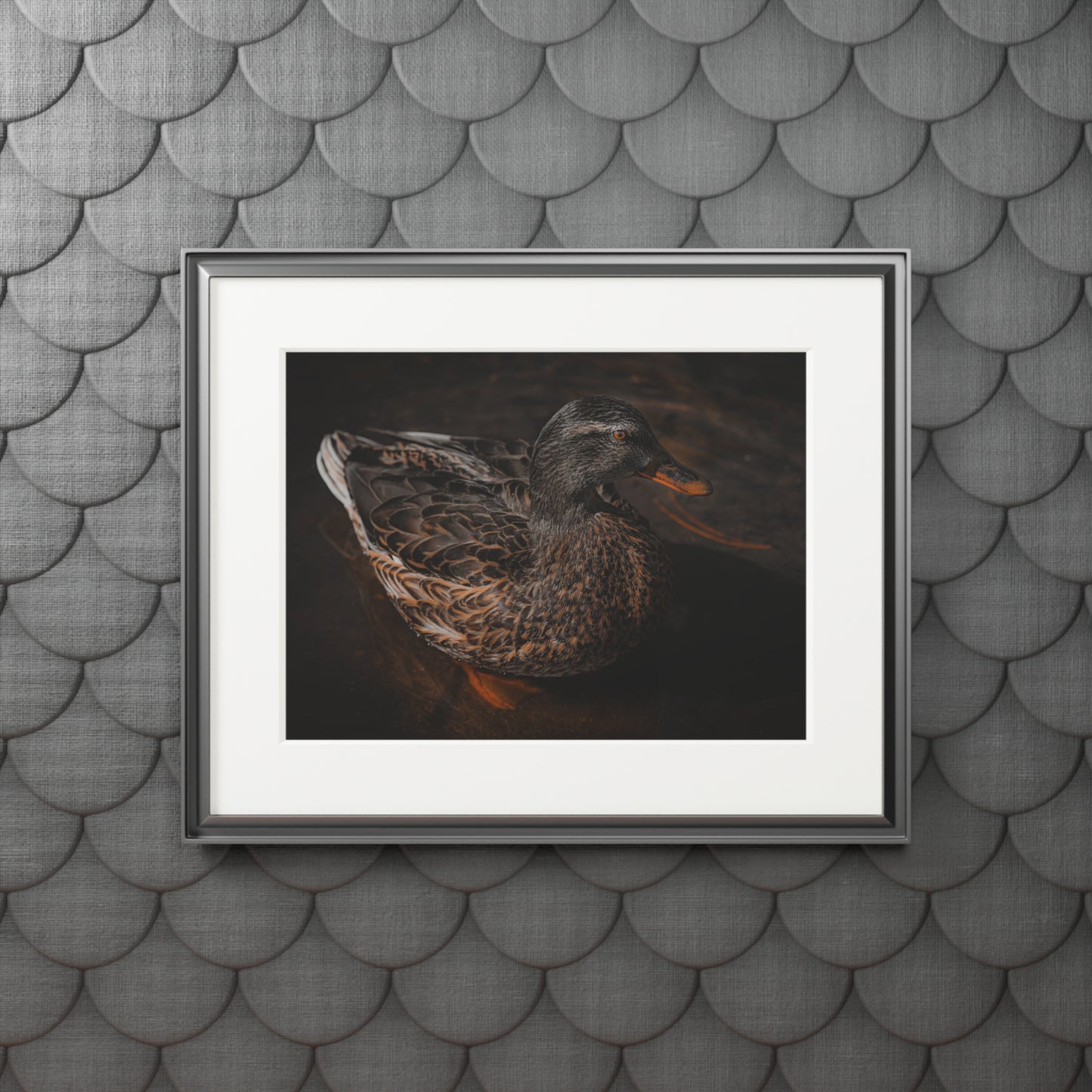 "Duck!" Fine Art Prints (Passepartout Paper Frame)