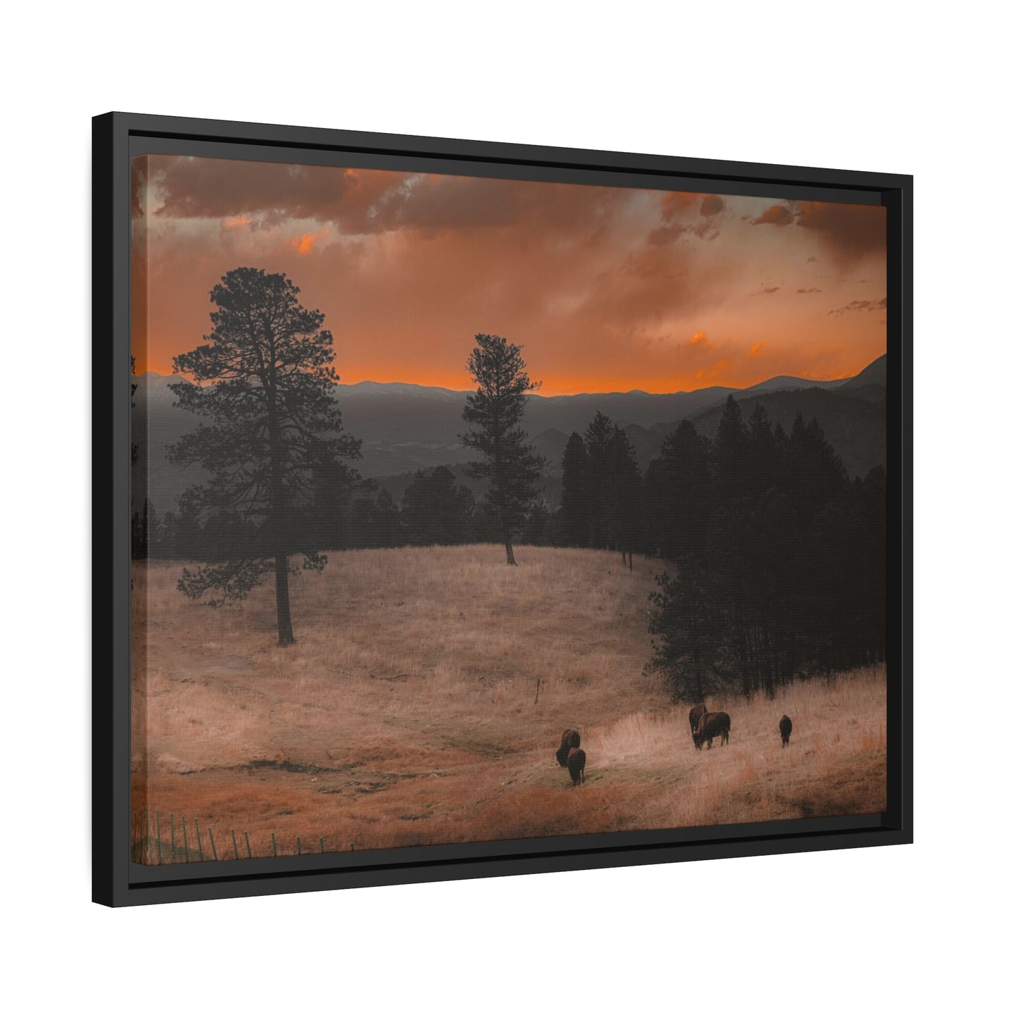 "Bison at Sunset" Framed Canvas