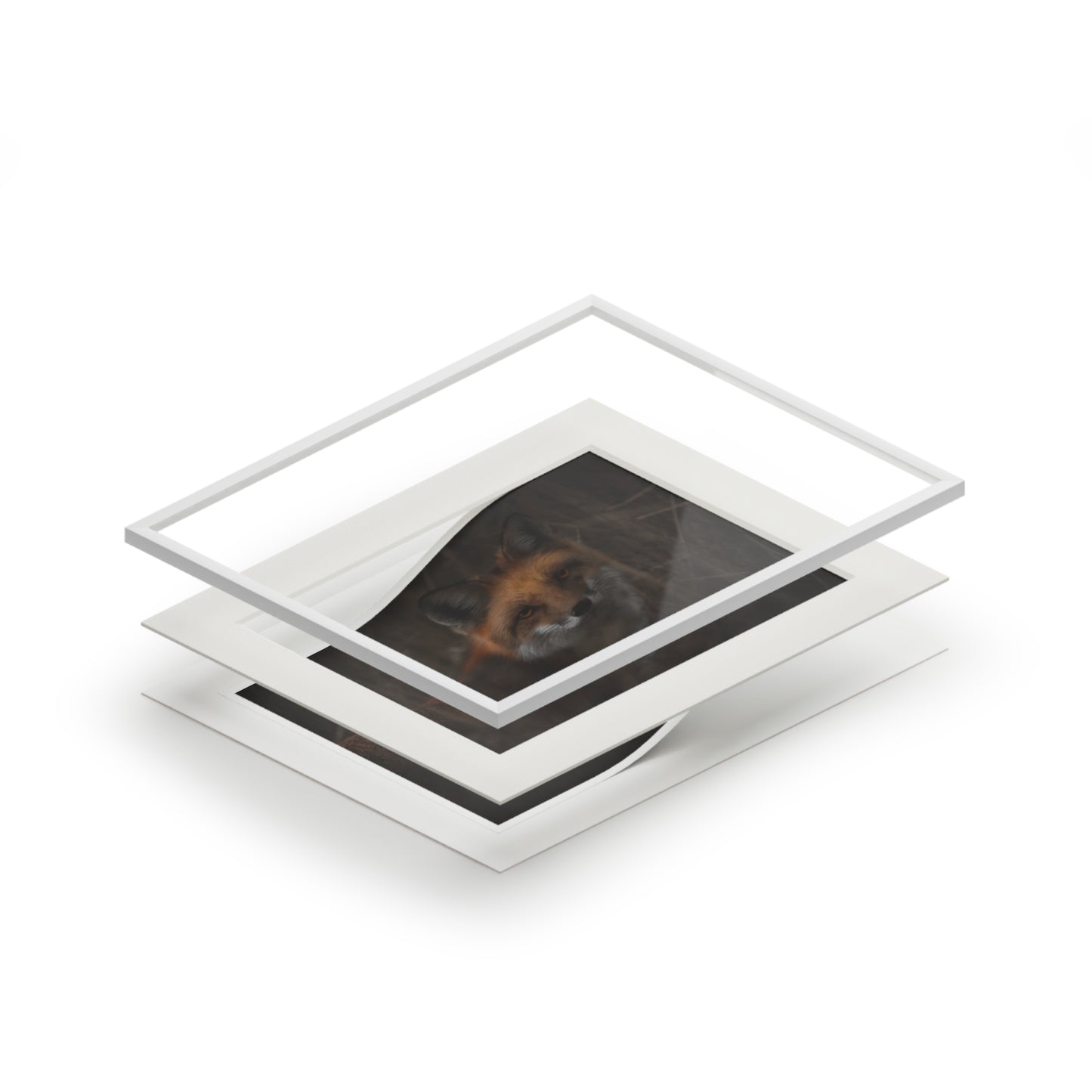 "Fox" Fine Art Prints (Passepartout Paper Frame)