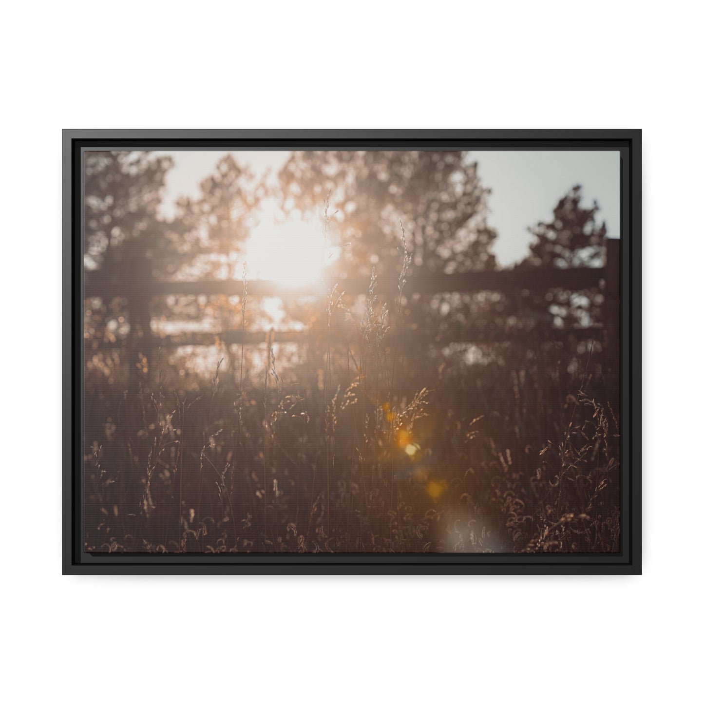 "October Sun" Framed Canvas