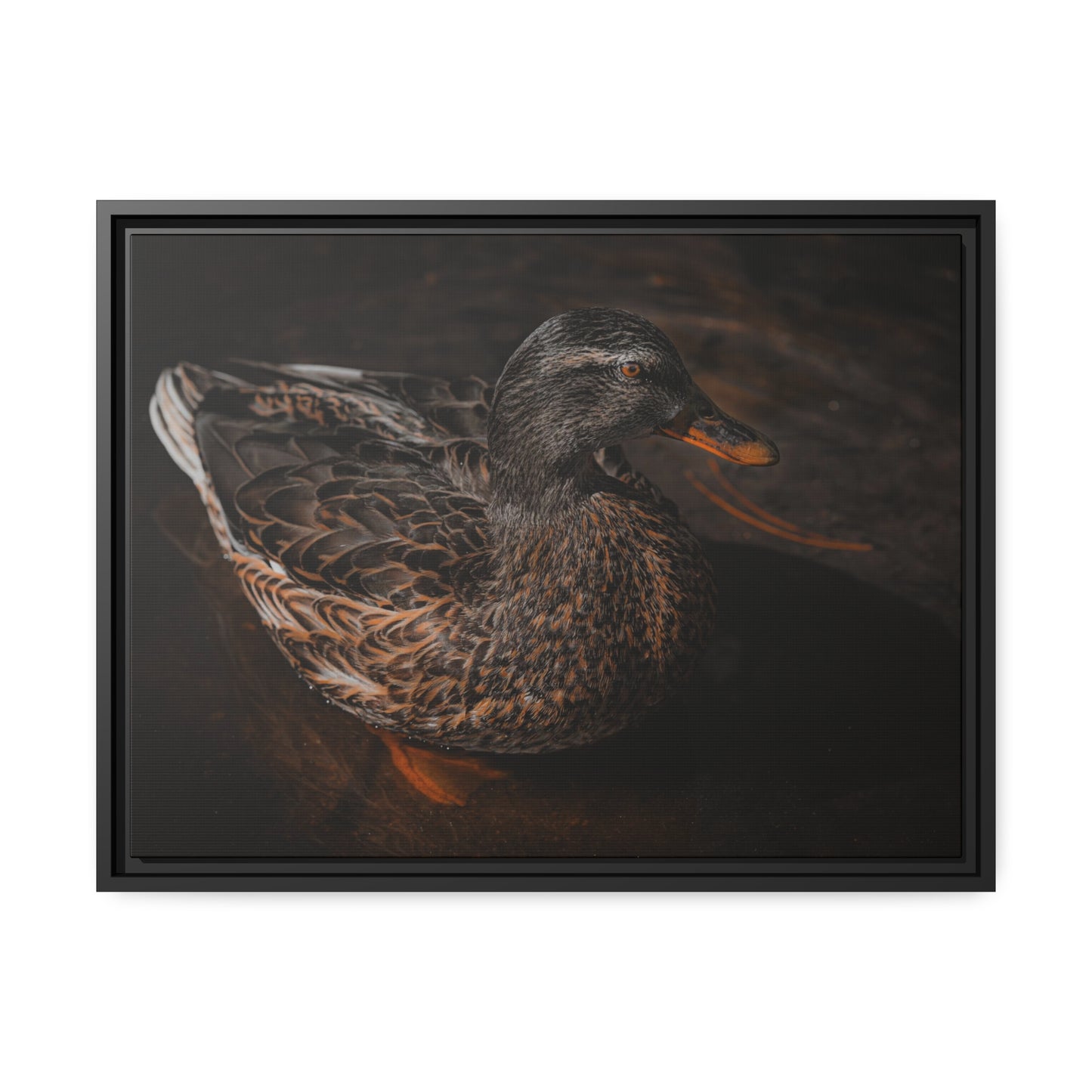 "Duck!" Framed Canvas