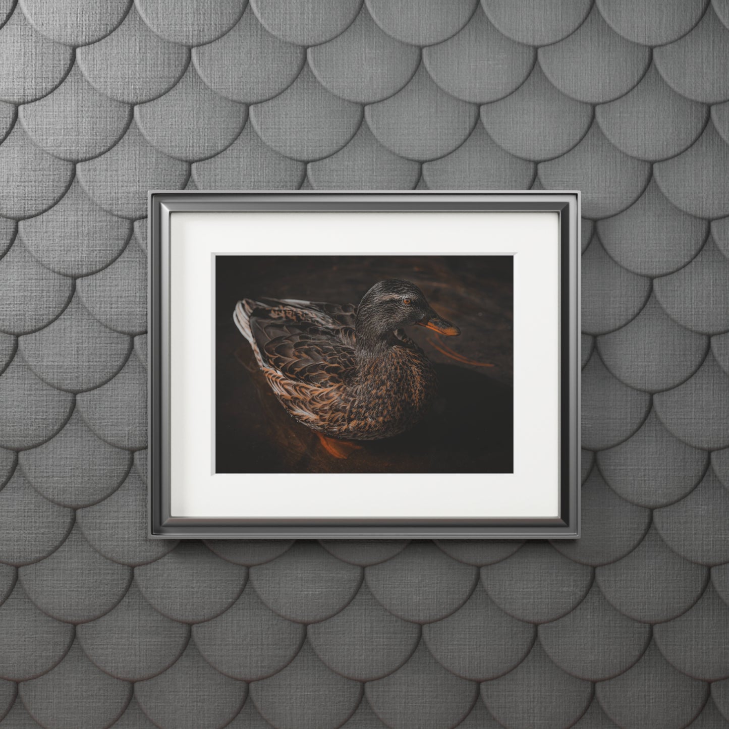 "Duck!" Fine Art Prints (Passepartout Paper Frame)