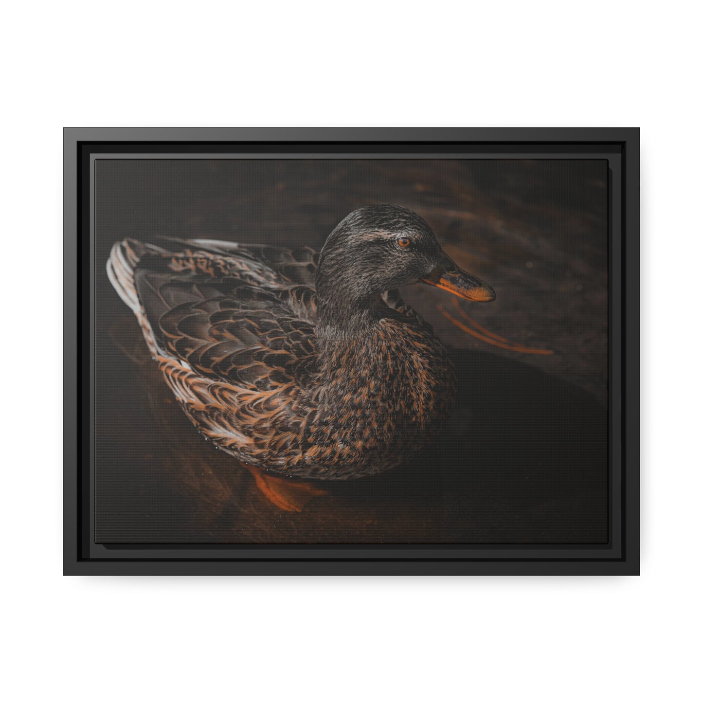 "Duck!" Framed Canvas