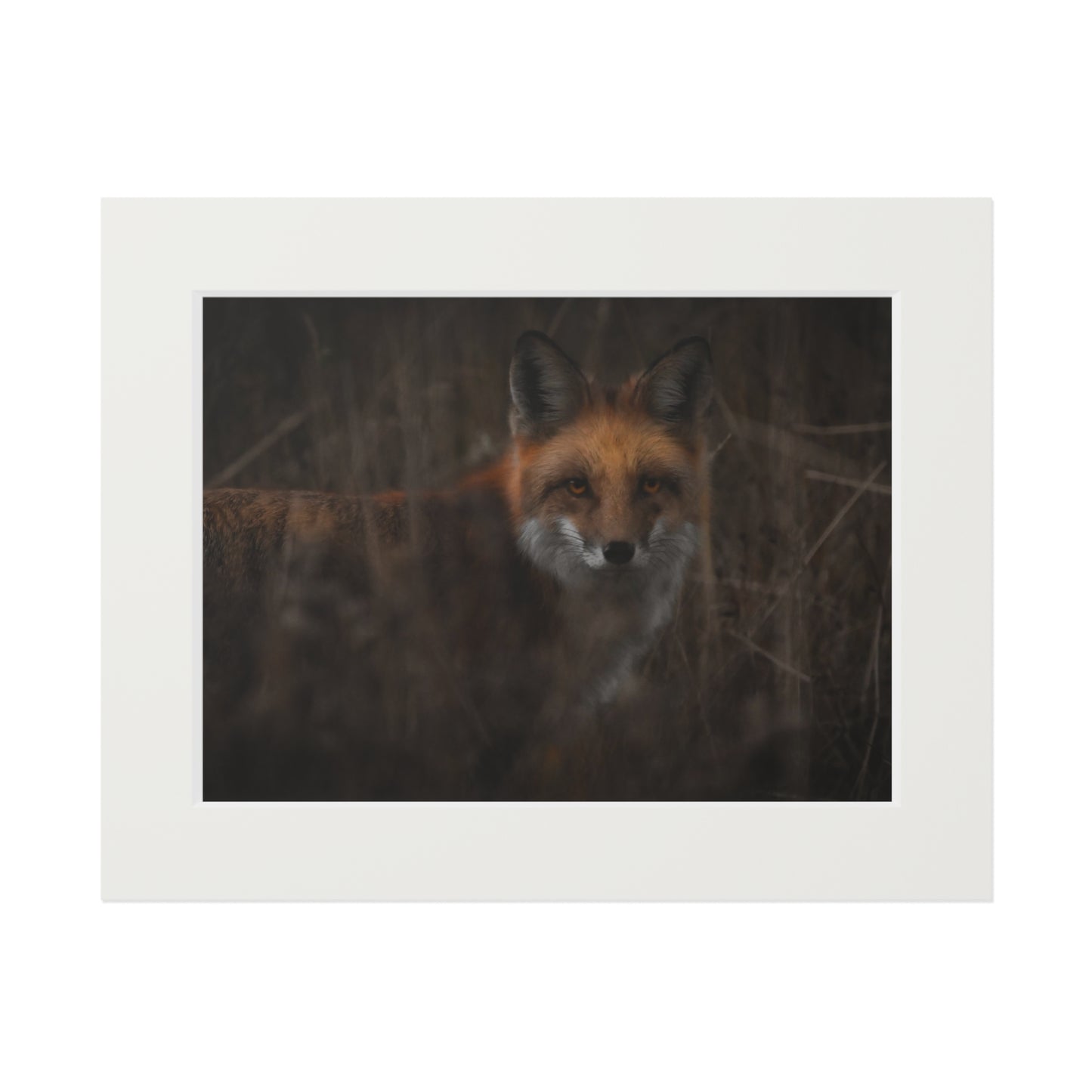 "Fox" Fine Art Prints (Passepartout Paper Frame)