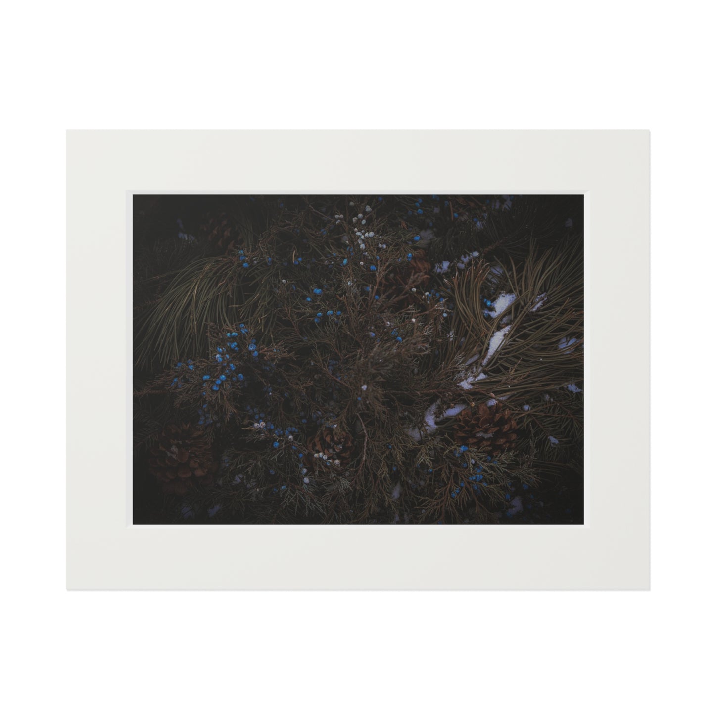 "Winter Berries" Fine Art Prints (Passepartout Paper Frame)