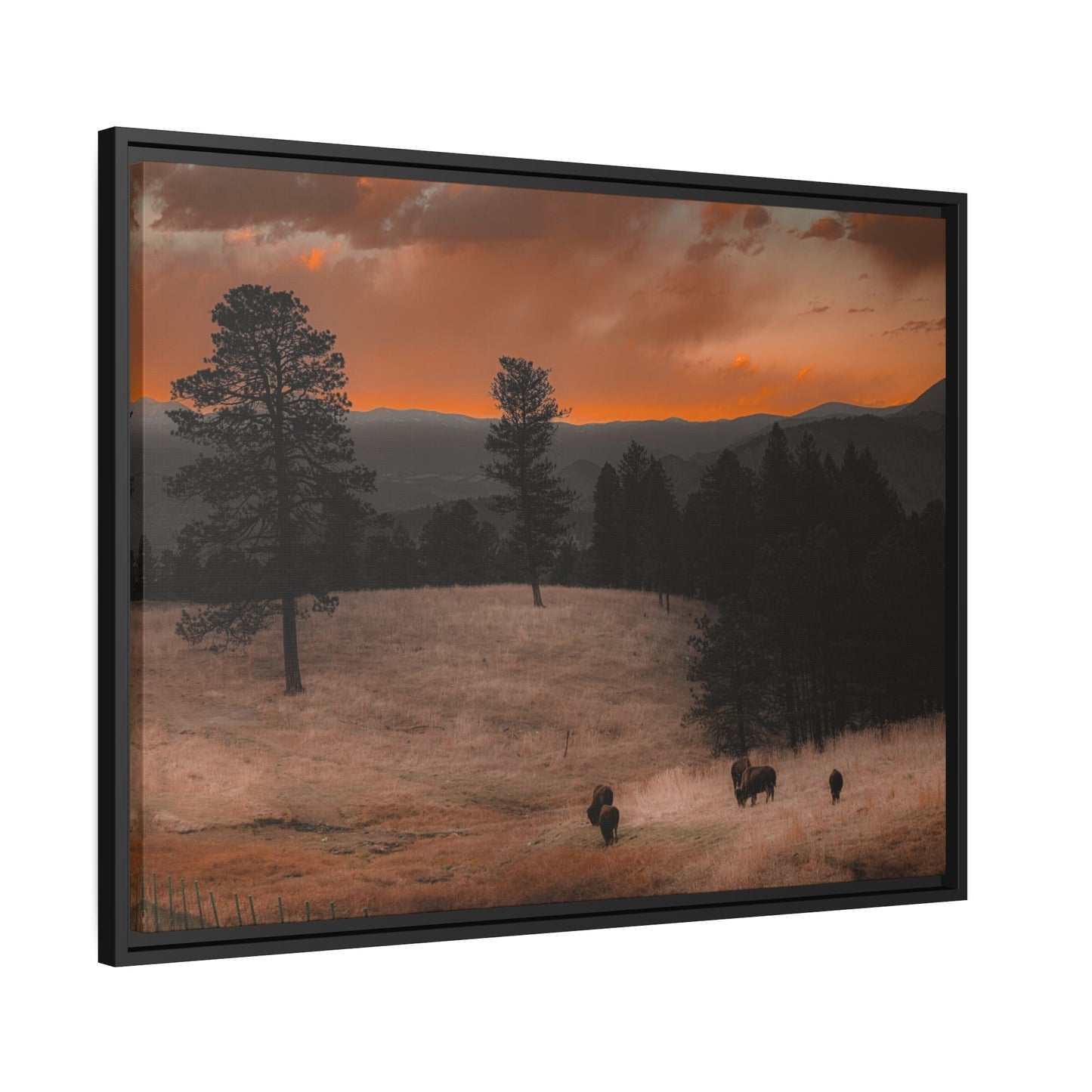 "Bison at Sunset" Framed Canvas