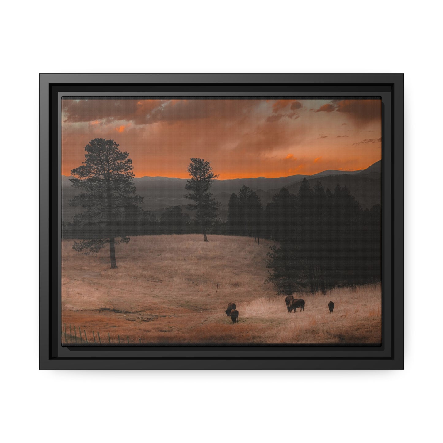 "Bison at Sunset" Framed Canvas