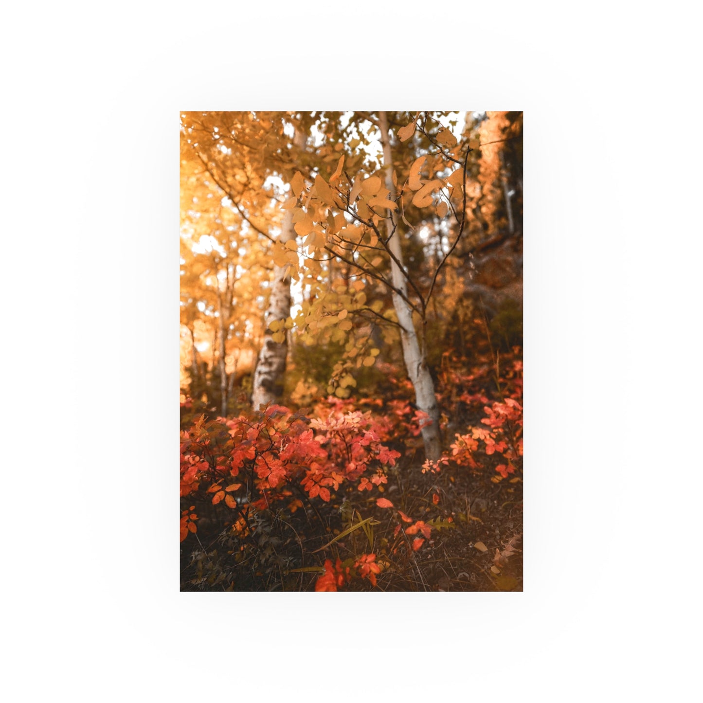 "Hello Autumn" Fine Art Print