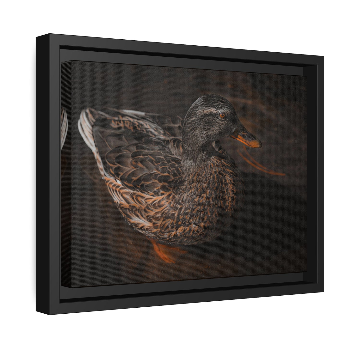 "Duck!" Framed Canvas