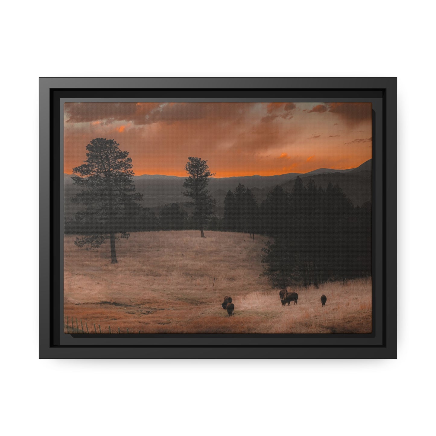 "Bison at Sunset" Framed Canvas