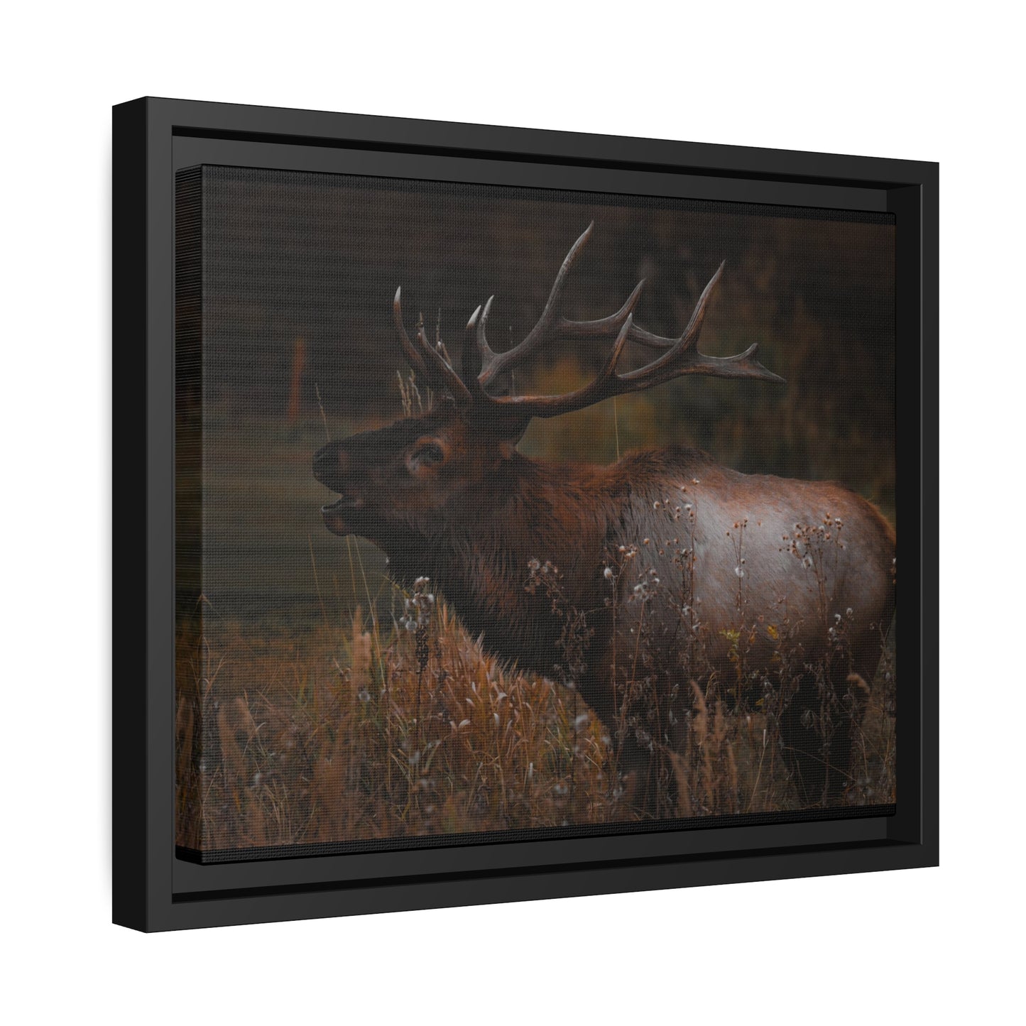 "The Bull" Framed Canvas