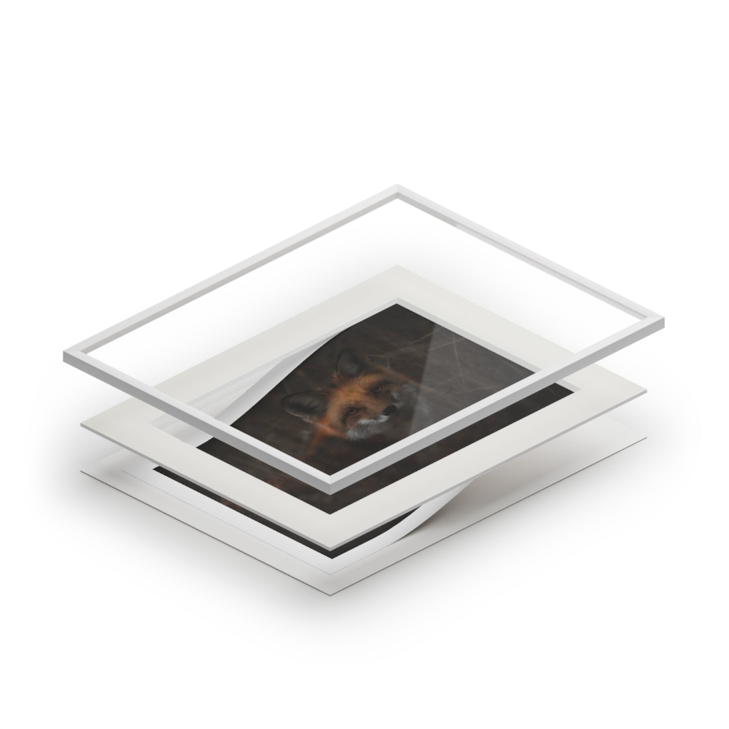 "Fox" Fine Art Prints (Passepartout Paper Frame)