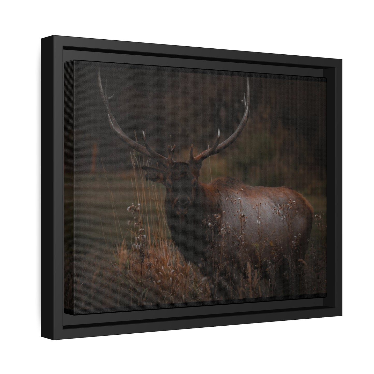 "The Look" Framed Canvas